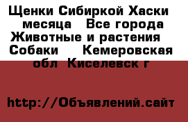 Щенки Сибиркой Хаски 2 месяца - Все города Животные и растения » Собаки   . Кемеровская обл.,Киселевск г.